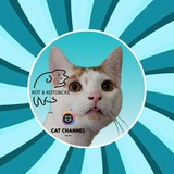 channel icon